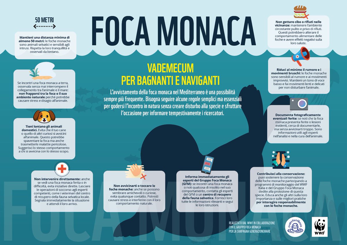 WWFitalia's tweet photo. Le possibilità di incontro con la #focamonaca sono sempre più frequenti anche lungo le nostre coste
Cosa fare e soprattutto cosa NON fare? Il vademecum del #WWF per bagnanti e naviganti
https://t.co/MGetTkgahI https://t.co/FfzpNkKKOw