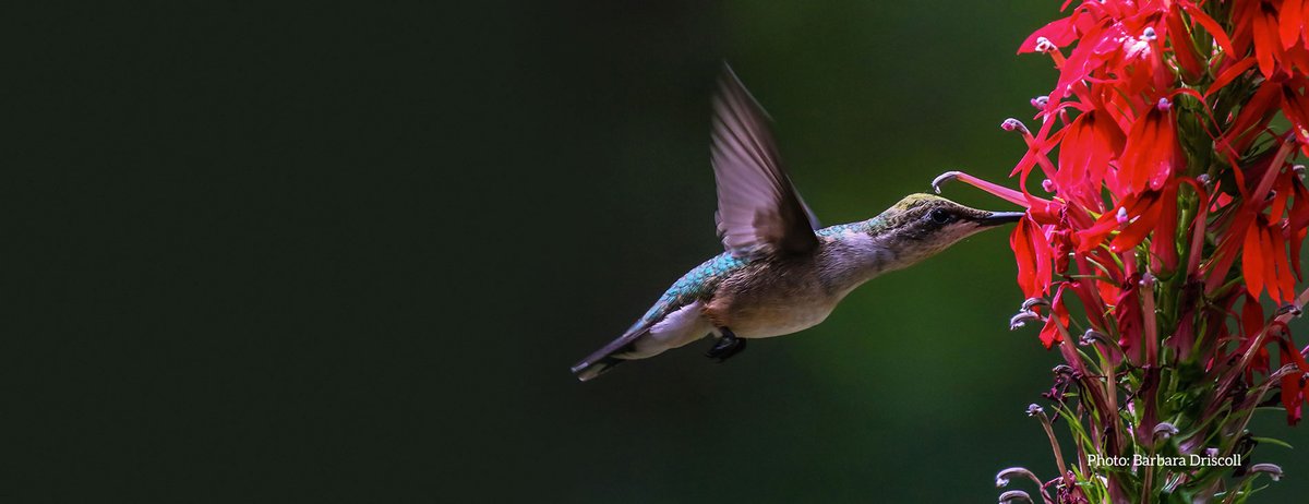 It's #Hummingbird season, y'all! Join us for "Flying Jewels in the Garden", led by naturalist Susan Campbell, to learn all about hummingbird research in partnership with our friends at <a href="/NCBotGarden/">NC Botanical Garden</a> 🌻 Aug. 12 @ 10:00 AM - 12:00 PM 
$26 🌺Register Now: ncbg.unc.edu/event/flying-j…