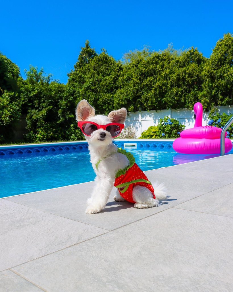 TINKERBELLEadog's tweet image. At The Hamptons — “Poolside is my best side” - Belle 💦☀️🐶🕶️ 
.
.
.
.
#dogsofnyc #doginfluencer #pupfluencer #dogsofinsta #cutenessoverloaded #pupstagram #papitese #thehamptons #hamptonsstyle #hamptonshouse #dogsofthehamptons #dogscorner #betches #bougiedog #sassydog #quayaustra