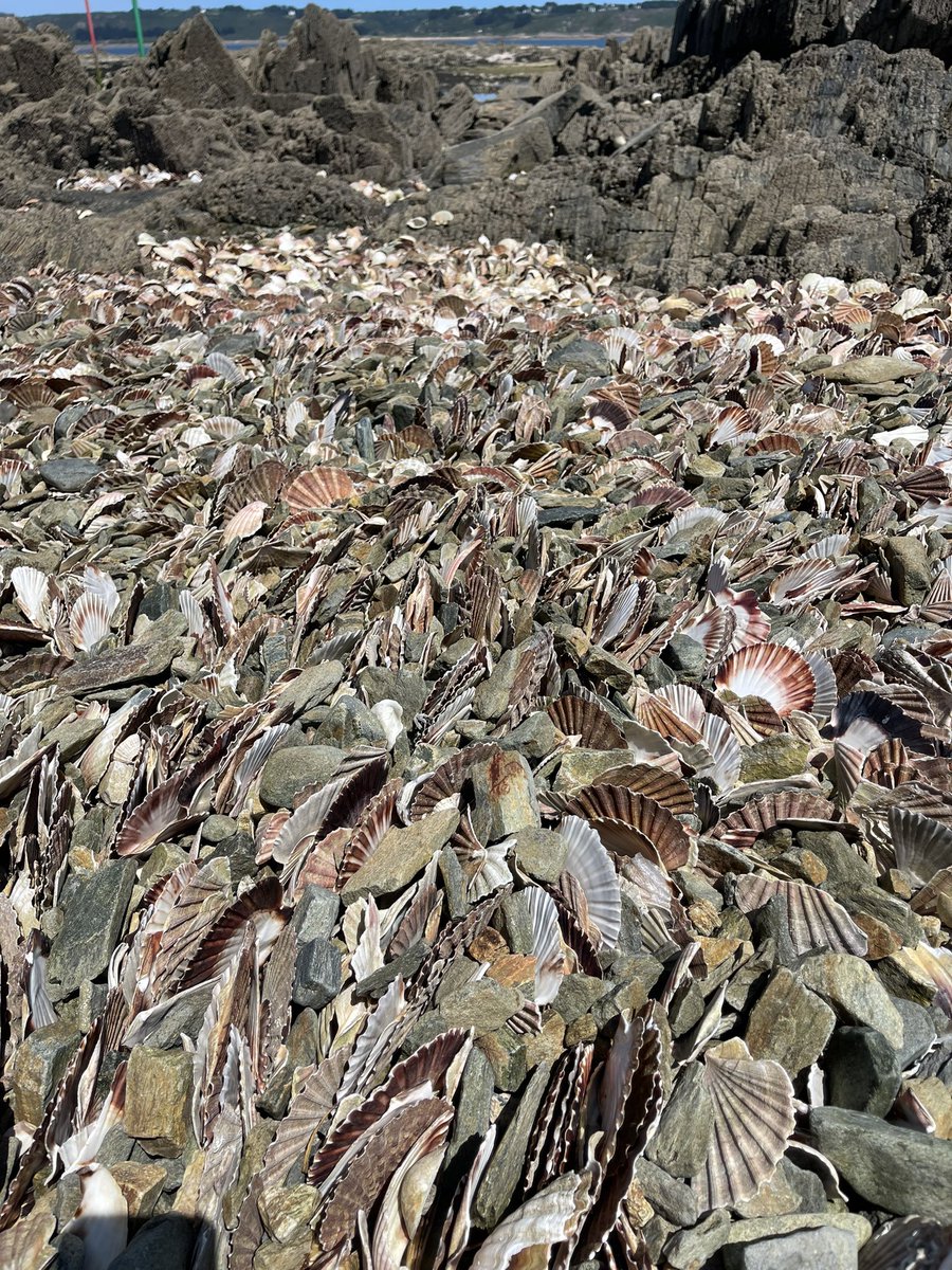 Food_A4thought's tweet photo. Discarded scallop shells in their hundreds of thousands at the little fishing village of Locquemeau ๐ณ๐ณ
#Scallop #Shells #AmazingSight #Brittany #Seafood #SeaShells #ScallopShells https://t.co/H6sCZsvMQX