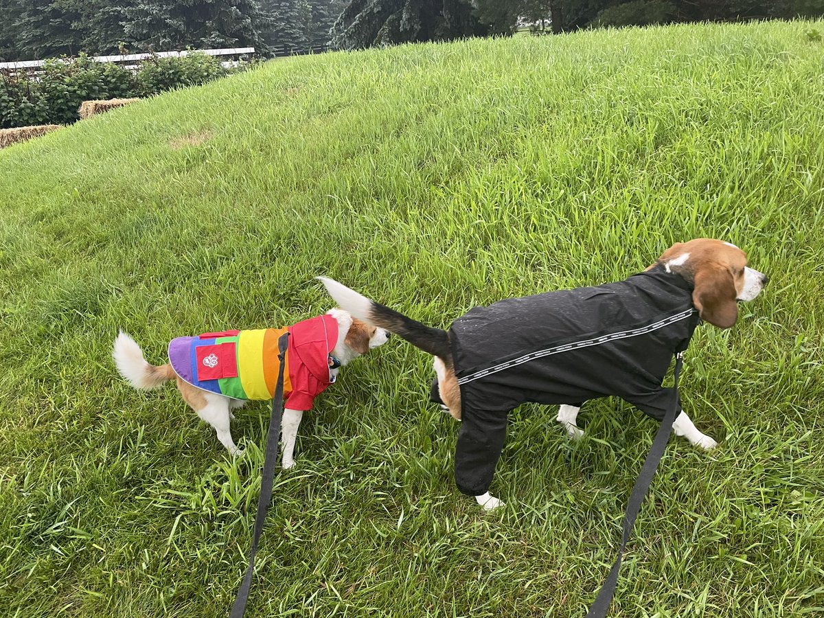 Eddie the #YEG FosterBeagle tweet media