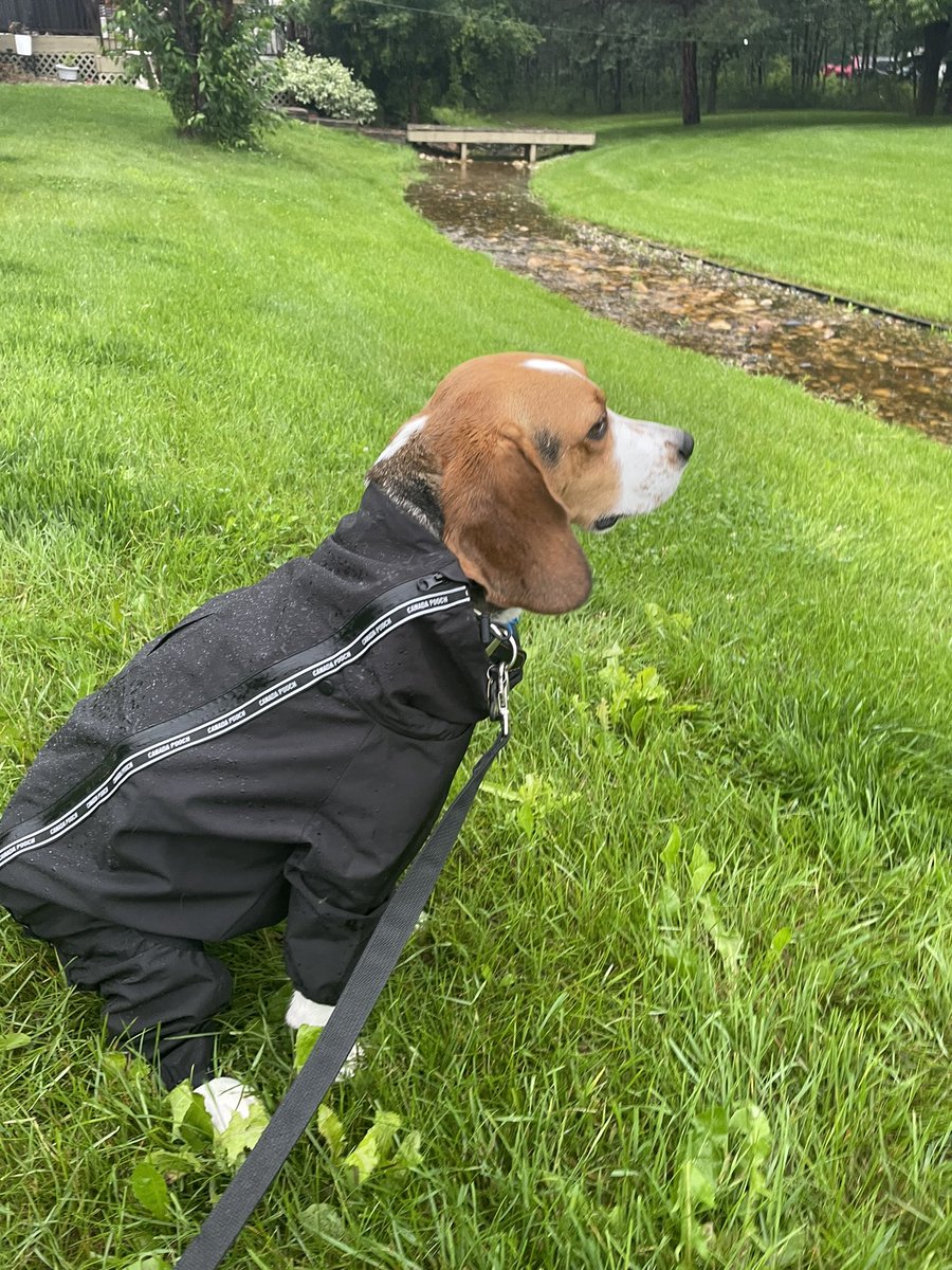 Eddie the #YEG FosterBeagle tweet media