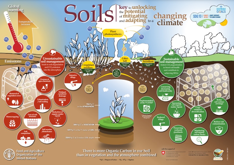 #DYK recarbonization of soils:

🌳Reduces loss of soil organic carbon
🌱Increases carbon stock
🌾Enhances productivity
🛢️Reduces use of agrochemicals
🫧 Enhances water retention
🪱Increases #soil biodiversity &amp; natural fertility

fao.org/global-soil-pa…

Via <a href="/FAOclimate/">FAO Climate Change & Biodiversity</a>