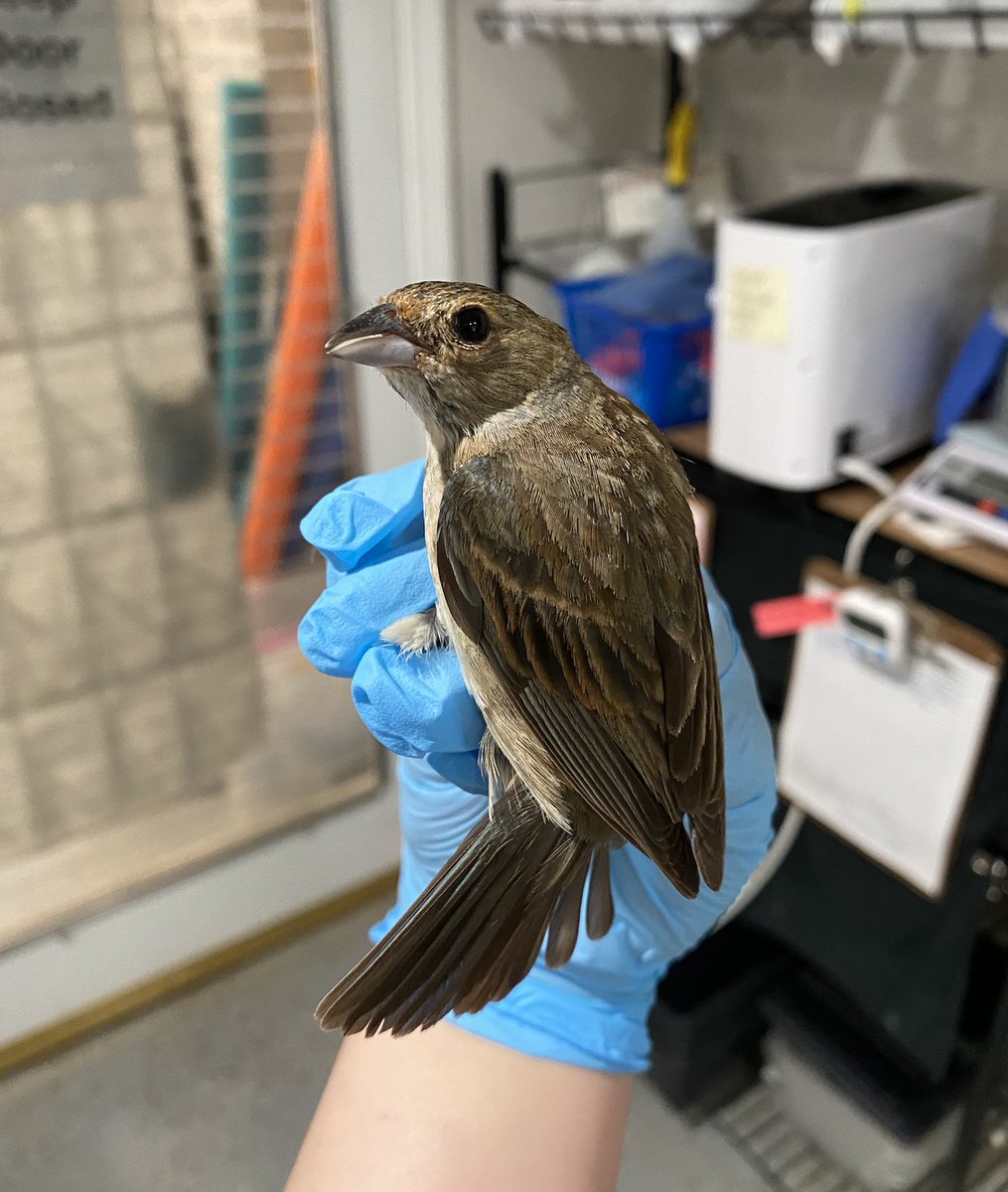 You probably wouldn't call this #bird indigo, but that is her name! This is a female #IndigoBunting, who may be drabber than her brilliant male counterpart, but she sports a dusting of blue on her shoulders / top of her head if you look close. She came in after she hit a window.