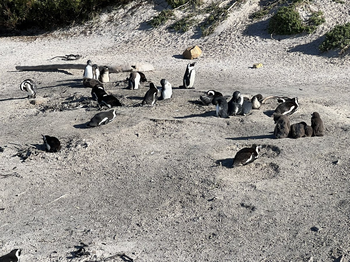 RGS Rugby tweet media