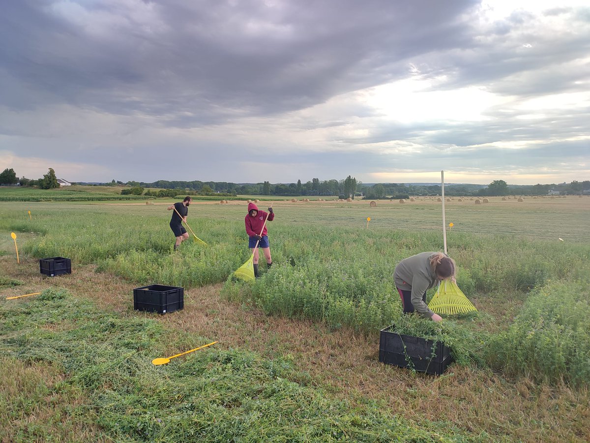 herbe_fourrages's tweet photo. Les 3e coupes des essais fourrages sont lancées !

Aujourd'hui récolte de l'essai implantation de luzerne sous couvert de méteil dans l'Indre ☘️

@ChambagriCvl

#fourrages #méteil #luzerne #AutonomieProtéique
#herbeetfourrages #centrevaldeloire #agriculture #fourrages #chambagri https://t.co/oEmWmTOpFO