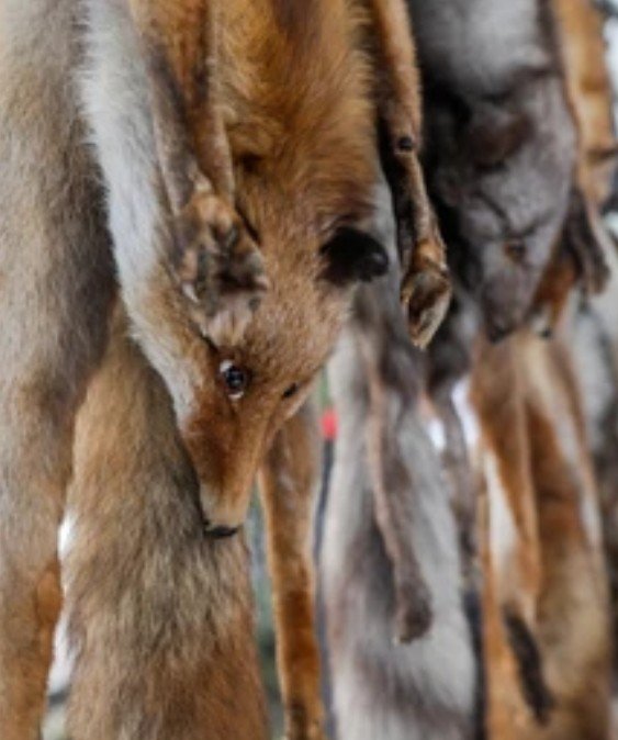 PerfectMisty's tweet photo. @FOURPAWSeurope #FurFreeEurope
#BanRealFur
#BanRealFurImportsUK
The Reality of Cruel Fur https://t.co/39pAuhP2ub