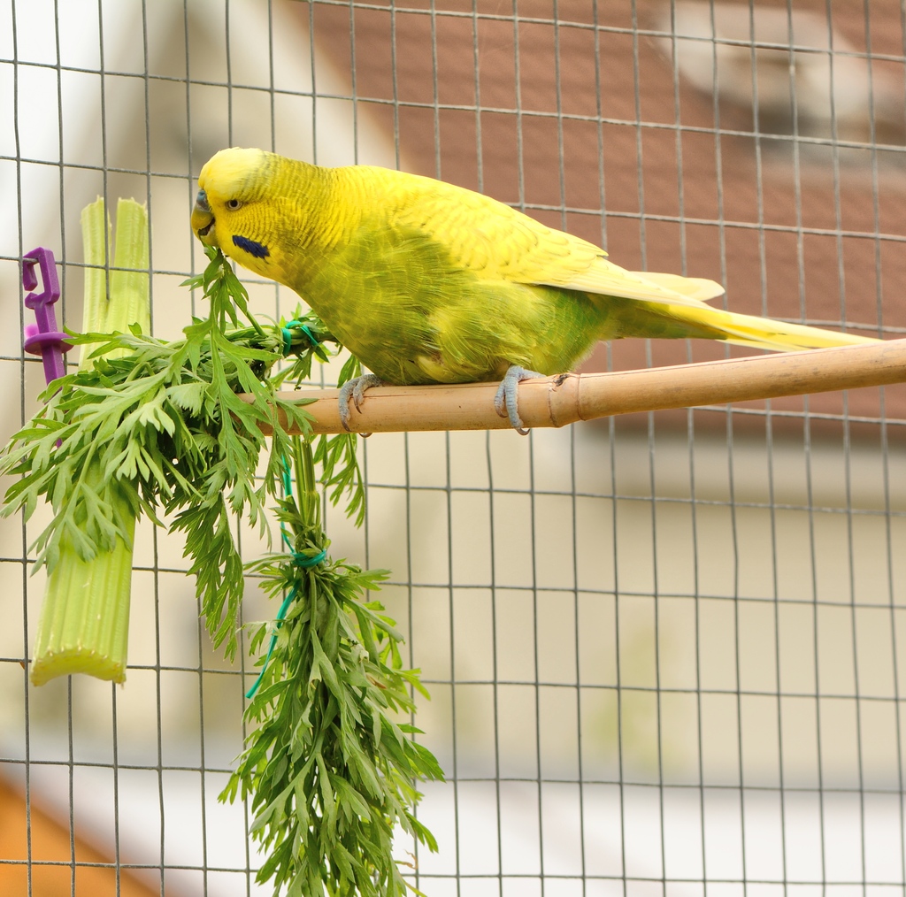 aavonline's tweet photo. Another form of environmental enrichment is offering the largest cage possible. Unfortunately, some of the cages advertised for birds are too small for these pets.

https://t.co/ljZWuf4vwB

 #AAVEnrichmentTip #aav #aavmember #avianvets #avianveterinarians https://t.co/XErQpNxbYO