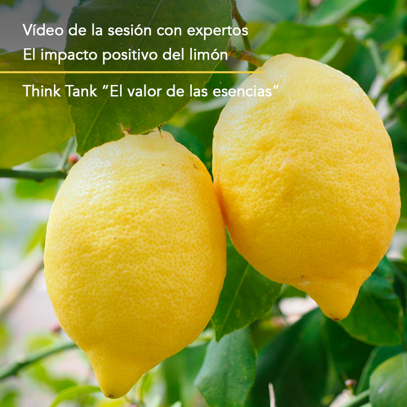 AcademiaPerfume's tweet photo. El limón ha sido también protagonista del III Think Tank “El valor de las esencias y su impacto positivo en la comunidad”.  ¿Sabías que España es el segundo país productor mundial de limón y de su aceite esencial?🍋🌳

Puedes ver el video en el link: https://t.co/PNm0zdv1Yn https://t.co/xzSFn3zAiN