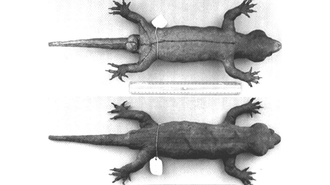 Helping solve the mystery of world's largest gecko! Natural Sciences Professor Matthew Heinicke extracted DNA from a femur to clarify origin of the almost 2-foot-long lizard.
umdearborn.edu/news/helping-s…
