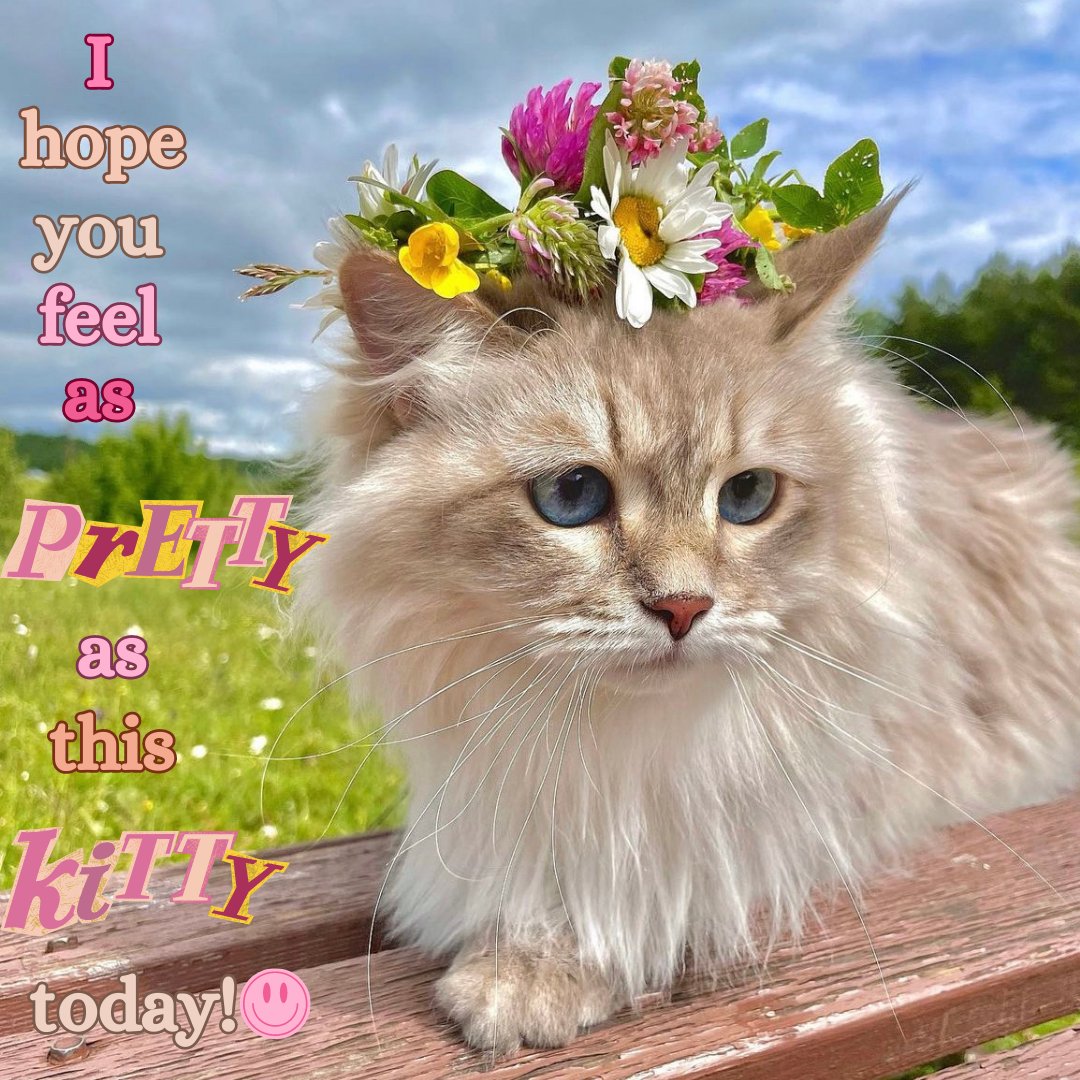 SChearStateFarm's tweet image. Because you✨ARE!💐 This kitty is so cute😻😻 
Pic from @umasiberian on instagram💛
Call or text Shahin Chear at 949-553-1115📱

#statefarminsurance #likeagoodneighbor #persianbusiness #lgbtqfriendly #womenowned #womenleader #artmatters #persianbusinessowner #persianwomenleader