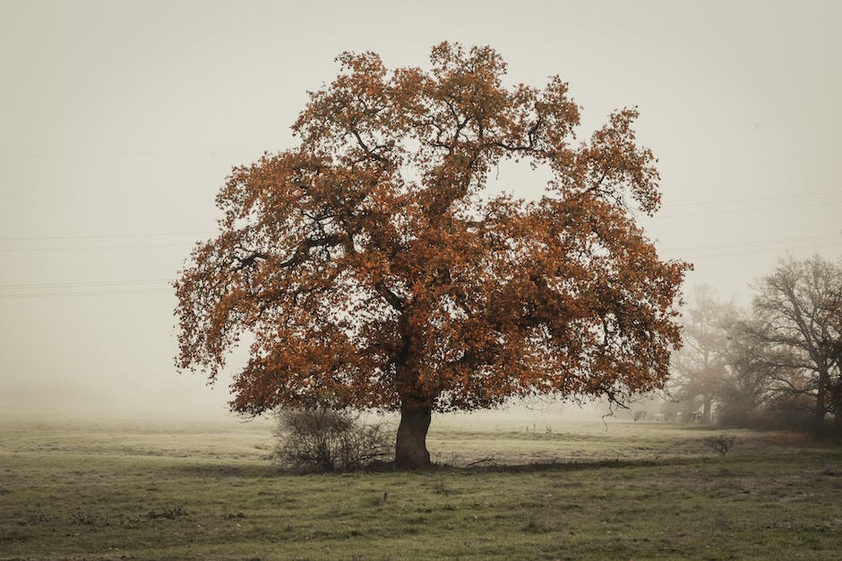 SustainableJC's tweet photo. #TreeTriviaTuesday 🌳What is the smallest tree in the world?

A. The Dwarf Willow
B. The Yew tree
C. The Maple Tree

#TreesAreKey #TreeStewardship #TreesMakeMeHappy #TreeLovers #GreenYourFeed #TreesForTheFuture #UrbanForestry #GreenJC #PlantAHappyTree #JerseyCity #NewJersey https://t.co/DiKpPDBmpl