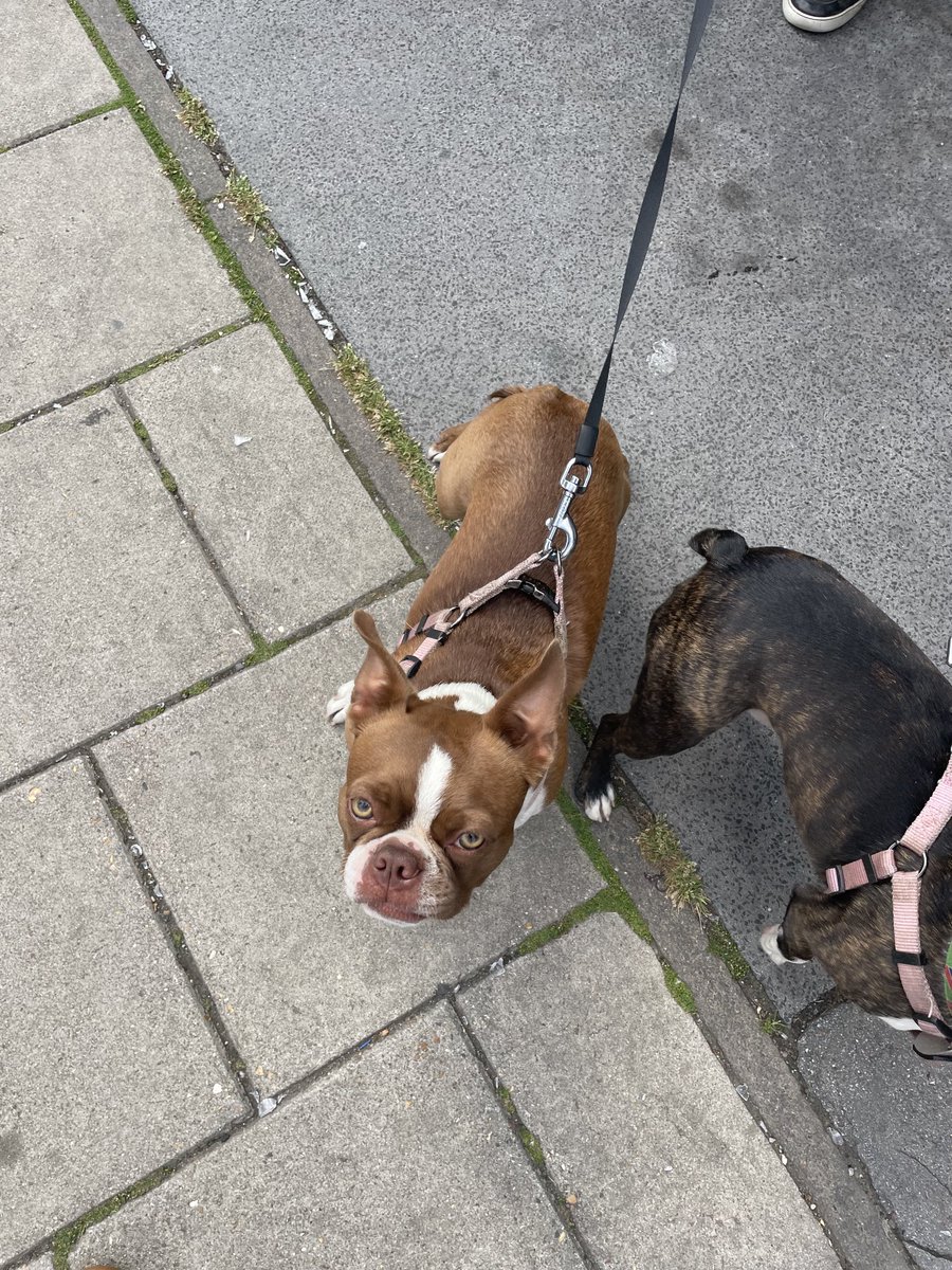 jonnorris12's tweet photo. Lovely little visitors to the shop today.
#Bostons https://t.co/8PWPtHZ1DZ