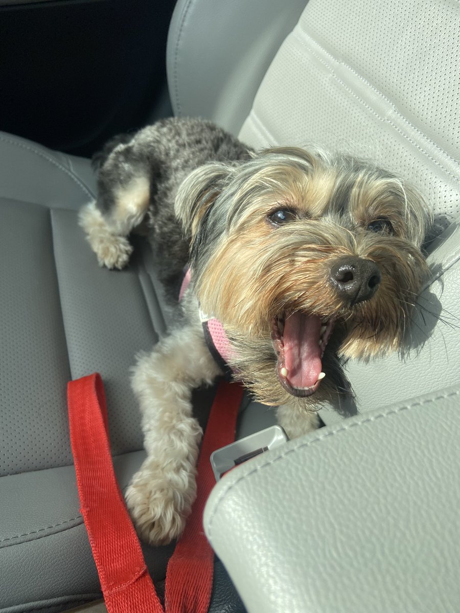 Alexandre Lores 🇺🇸🇨🇦🇨🇺 tweet media