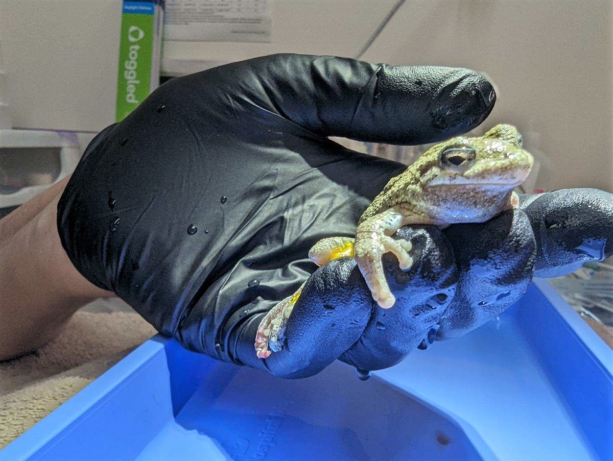 DCCityWildlife's tweet photo. Attention Costco shoppers!  
Meet our smollest patient in care right now, the #GrayTreefrog who was rescued by a good samaritan from the shopping cart bay of a local Costco.  One of his front legs was mangled beyond repair and had to be partially amputated today... https://t.co/5ofaquYFRR