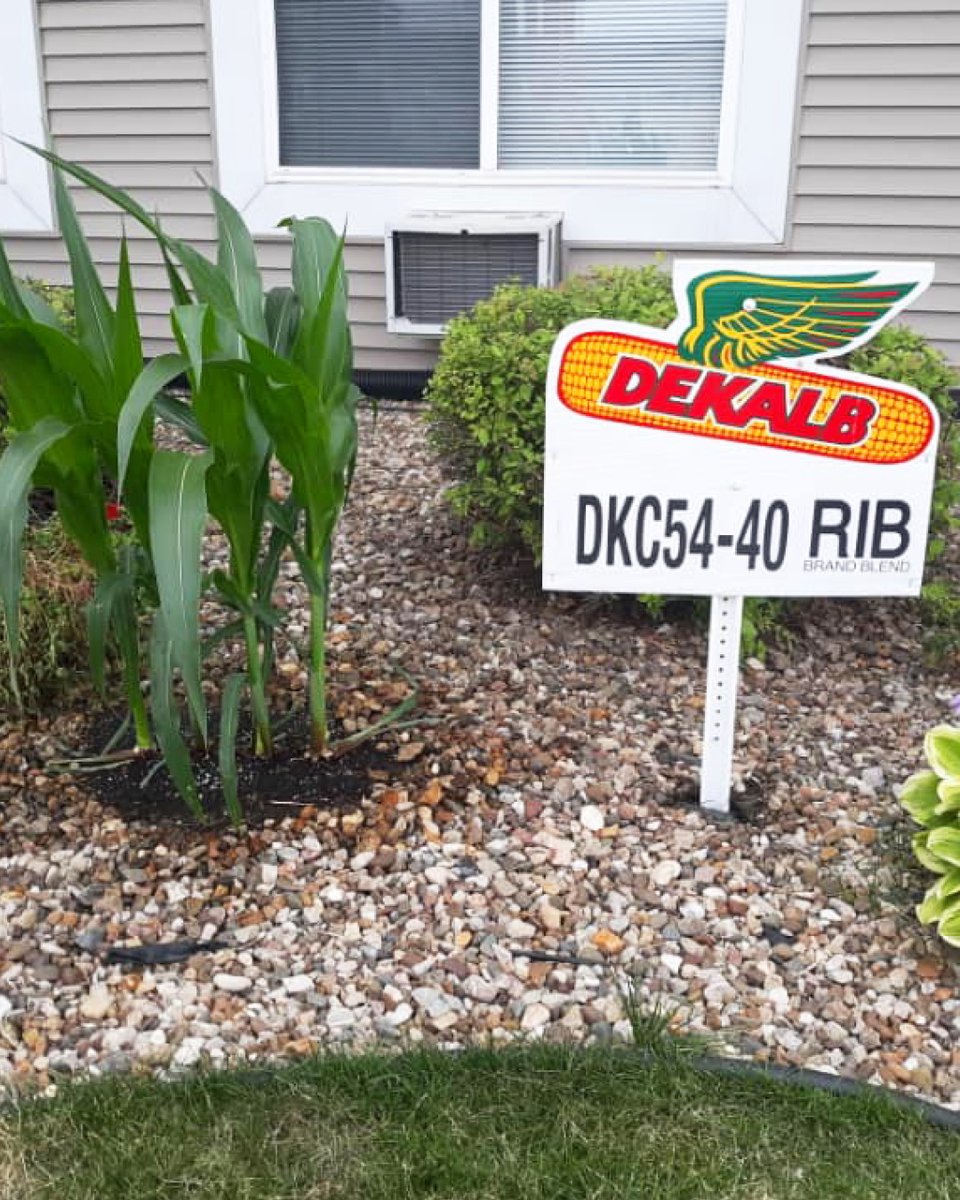 A farmer retired and moved into a nursing home, so his family planted #DEKALB corn outside his window with a custom field sign. Just goes to show: while a man might leave the farm, you can never take farming out of the man. 💛

📸: NE Iowa DEKALB Asgrow via FB

#CornThatPerforms