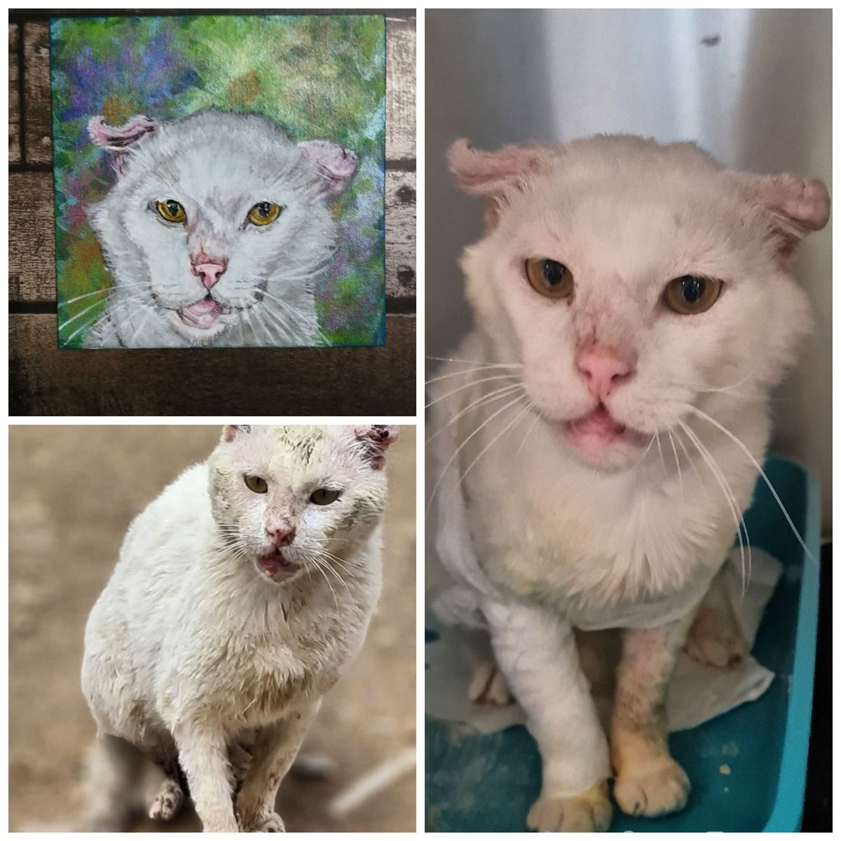 A Painting for Samson 🐾😻 to support @catswithnohope 🙏🐾
#catart #help #supportforsamson #rescuecat #Finnslawpart2 #cats #rescue #catlover #home with mounting vet bills we need to get him well and home ❤️🏡🐾