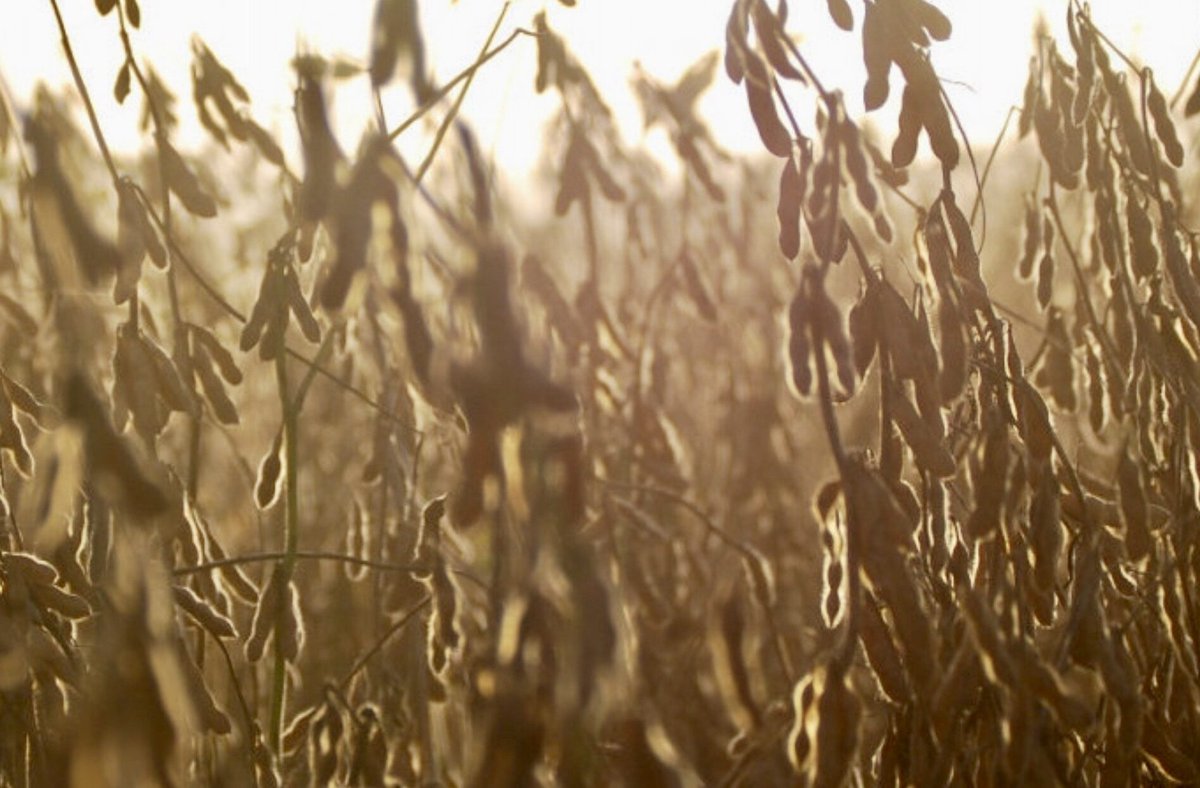 AlRural's tweet photo. La cosecha de soja con un cierre doloroso

La baja generalizada en los rindes de soja dejó en La Pampa una diferencia considerable en cuanto a los rendimientos del poroto.

https://t.co/rx6OVTNWHC https://t.co/2sksDPdvUL