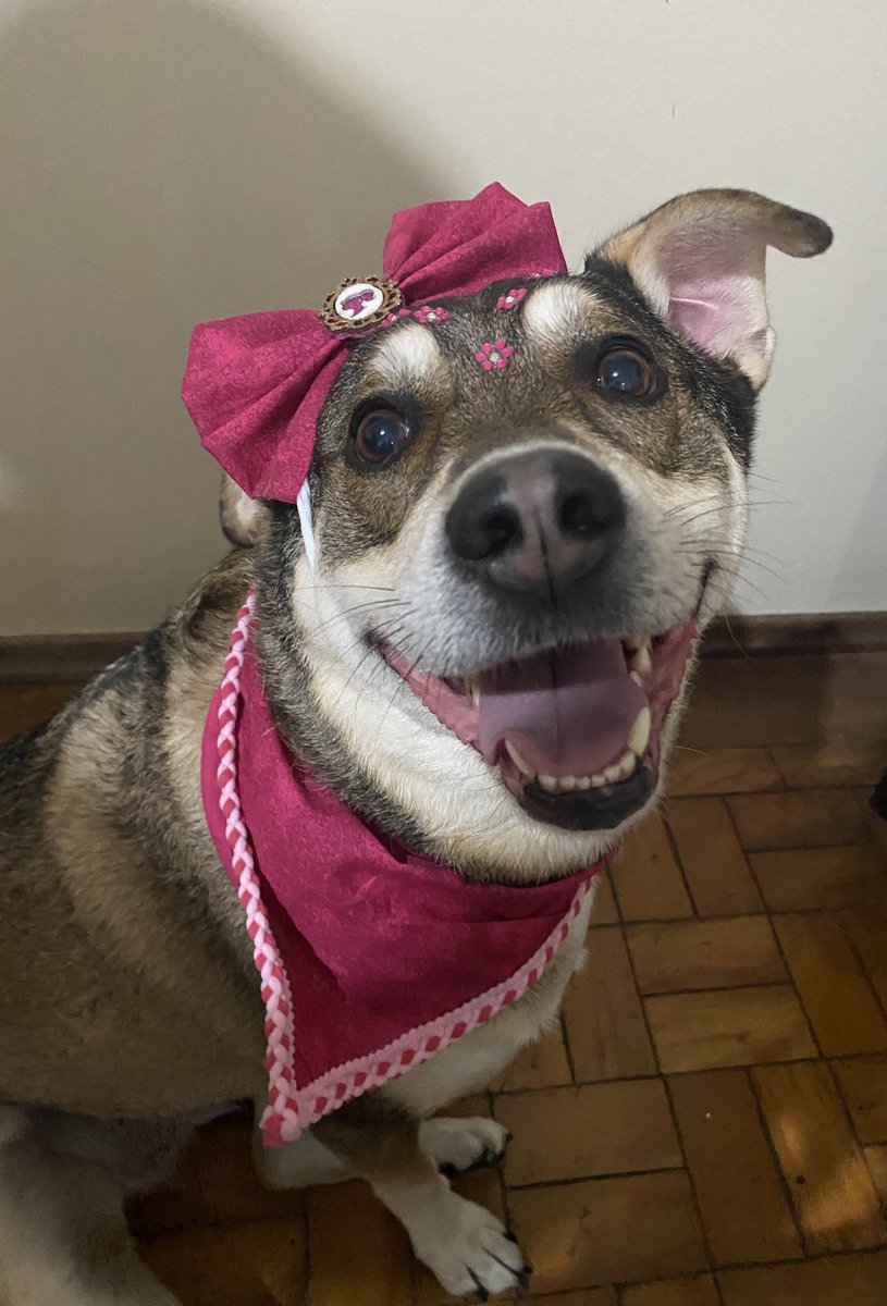 anittasgod's tweet photo. Cara… levei minha cachorra pra tomar banho e ela chegou DE BARBIE https://t.co/hms5IoLcNq