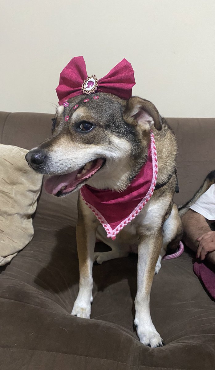anittasgod's tweet photo. Cara… levei minha cachorra pra tomar banho e ela chegou DE BARBIE https://t.co/hms5IoLcNq