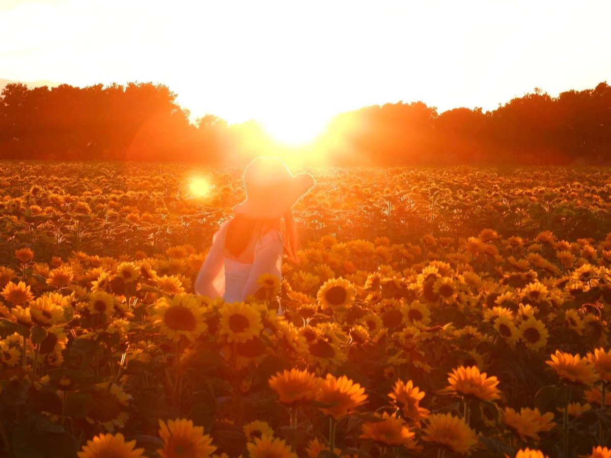 MayaMaya12145's tweet photo. Sunflowers brighten up my day!#Sunset time🥰 https://t.co/4wrBpUZAuZ