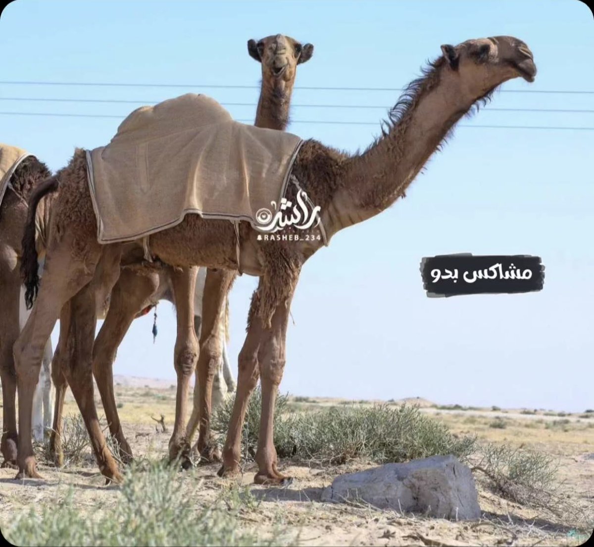 KjBrl's tweet photo. يتساهل الزين ي ابن همدان https://t.co/vcPm6qWq3q