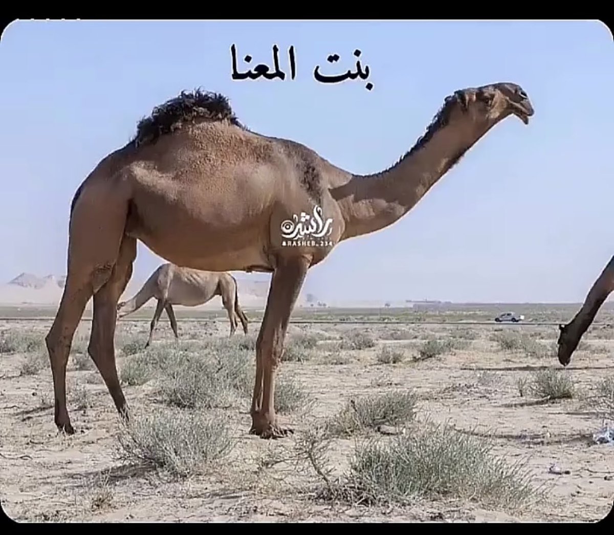 KjBrl's tweet photo. يتساهل الزين ي ابن همدان https://t.co/vcPm6qWq3q