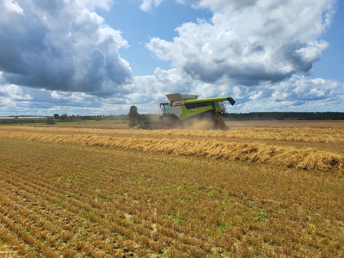 Winter Barley is a go  in the Feversham  area