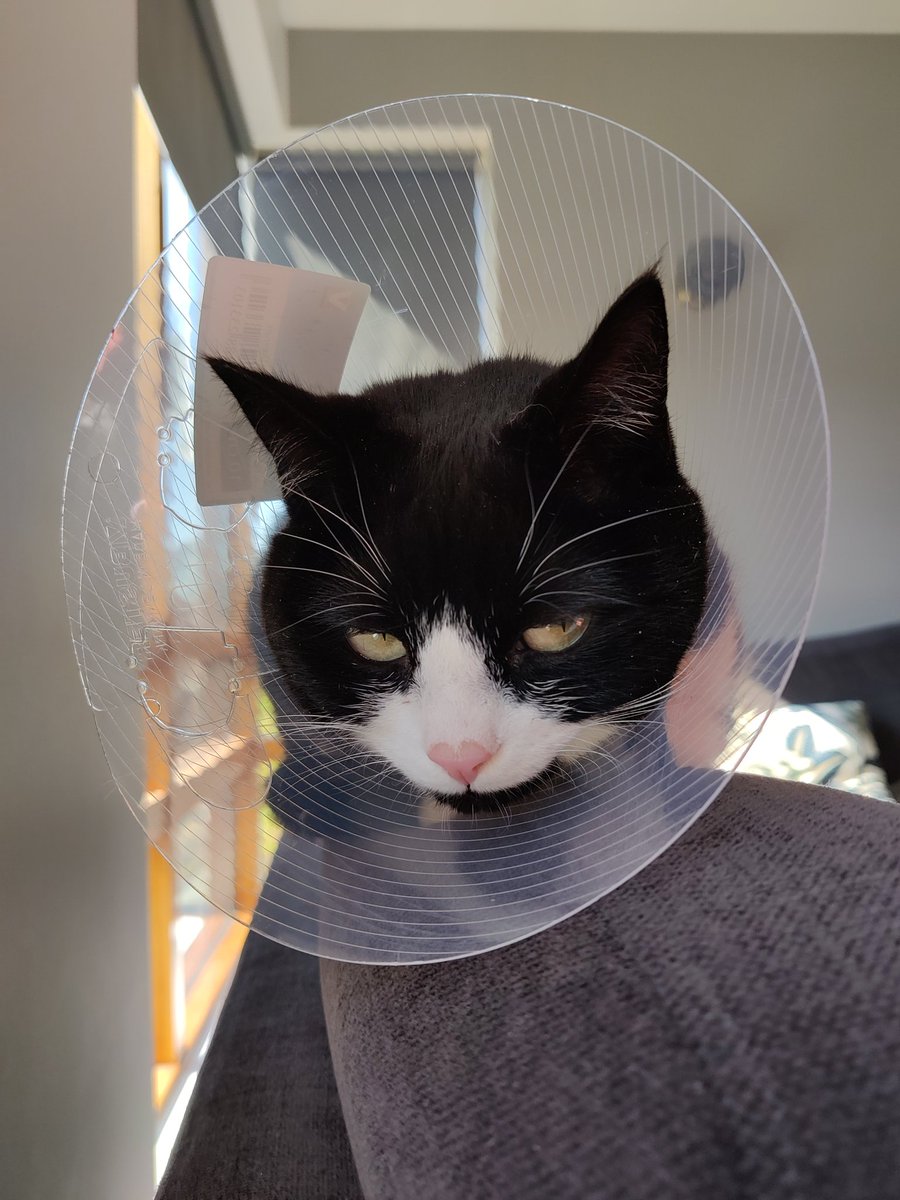 Sjáið sætasta hjartanebbann. Og ekki koma nálægt ókunnugum. Þeir geta bitið.