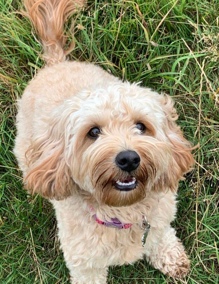 JustineQuirk's tweet photo. #LostDogsLive Please, please help raise awareness of missing dog #Frankie.

Missing from the #Hyde area of #Manchester 

Likely a victim of #theftbyfinding 

@SAMPAuk_ @DogLostUK @Dr_Dan_1 https://t.co/9wqgw0KsZK