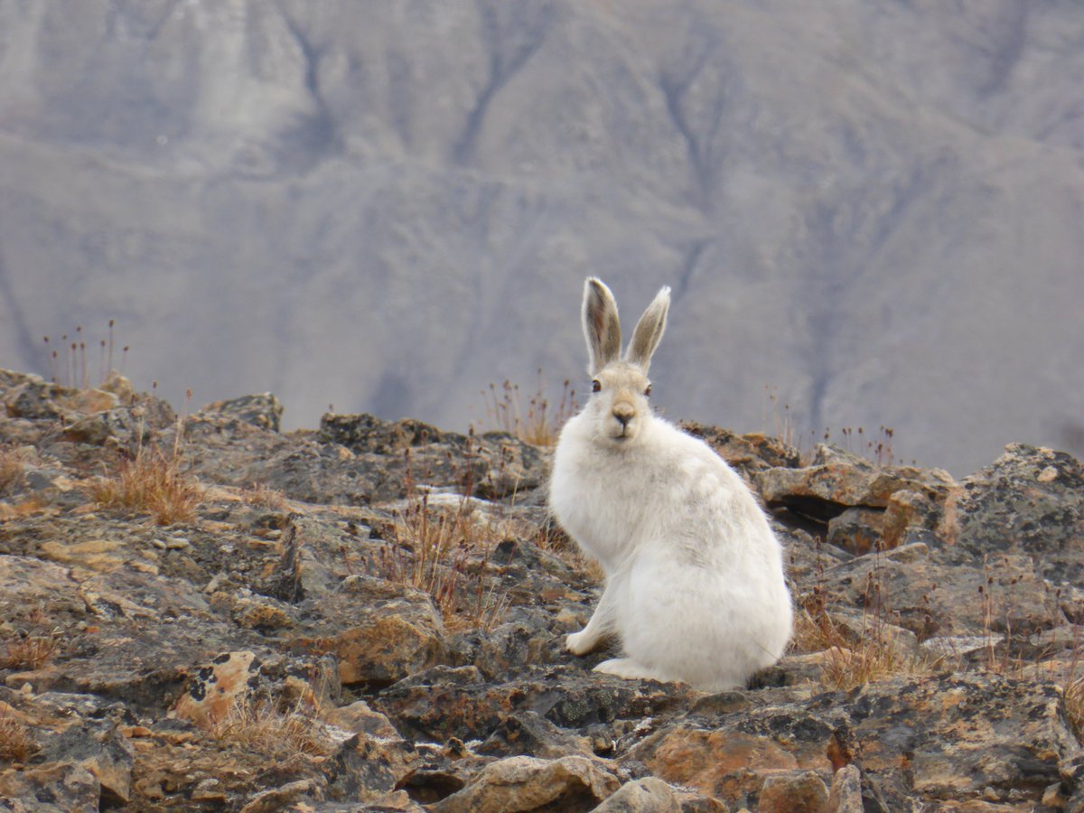 planetarycass's tweet photo. #TMARS has encountered a variety of #wildlife to date, my favorite so far, this #arctic hare.
📷:@levincastillo https://t.co/GxGX3Zw1LD