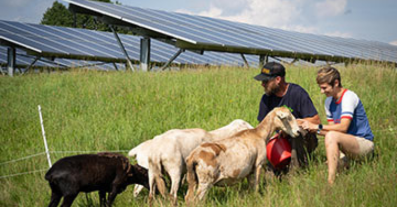SUNY's tweet photo. Sheep and clean energy? The two are more related than you might think! 🐑 At @suny_cortland, sheep mow the lawn next to two solar arrays, improving soil quality, limiting erosion, and encouraging plant growth of native species. Check it out ⬇️