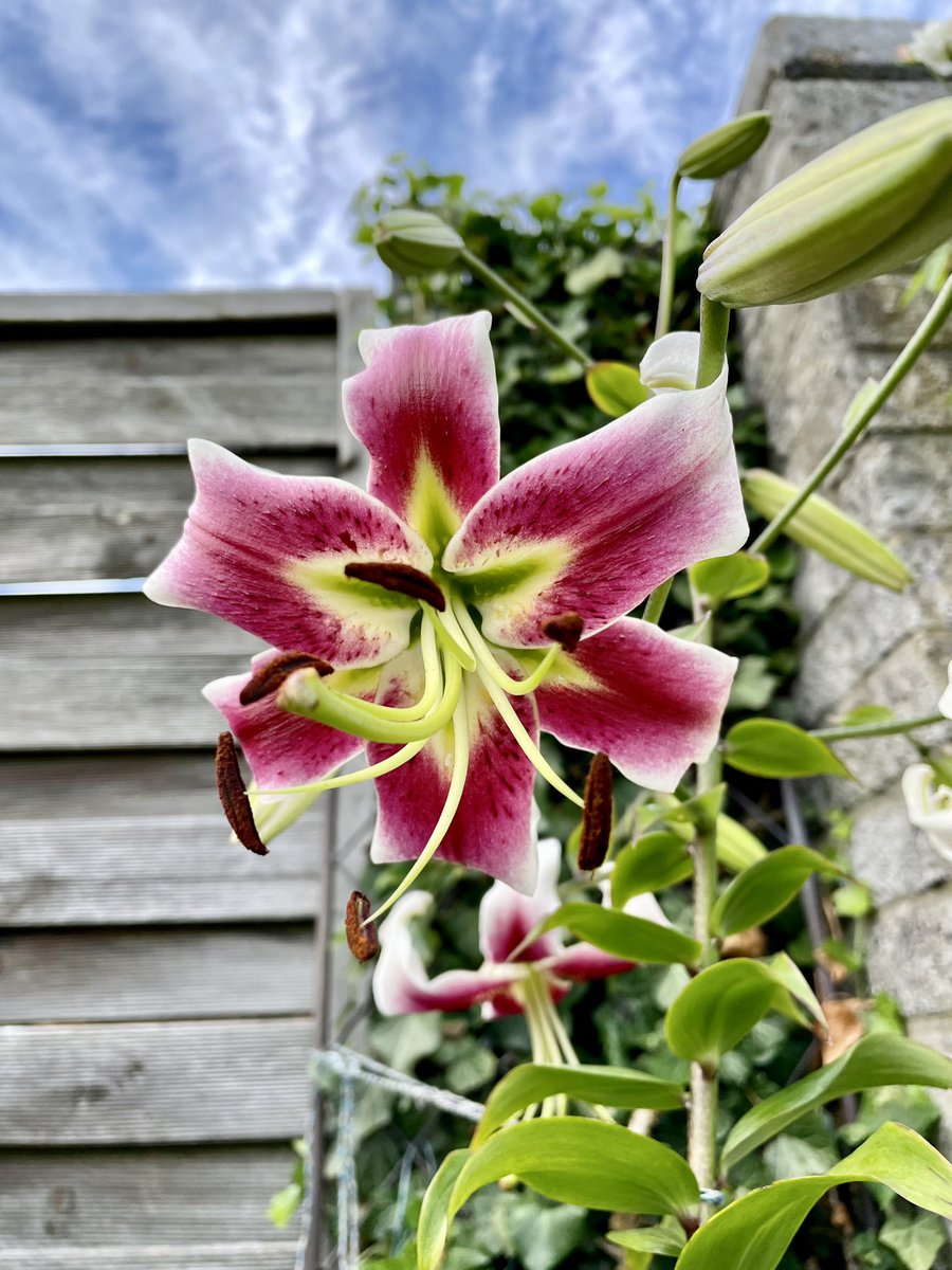 Letztens Jahr habe ich eine Blumenzwiebel geschenkt bekommen und eingepflanzt, ohne zu wissen was daraus werden kann. Nun ist diese Schönheit gewachsen.
#Lilie #Blumen #photography #Nature