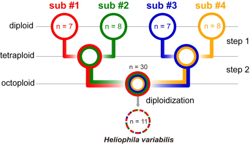 The genome assembly of Heliophila variabilis, a South African species (~334 Mb, 2n = 22), revealed four fractionated subgenomes, indicating an allo-octoploid origin. The ancestral octoploid genome likely formed through hybridization between distant intertribal allotetraploids.