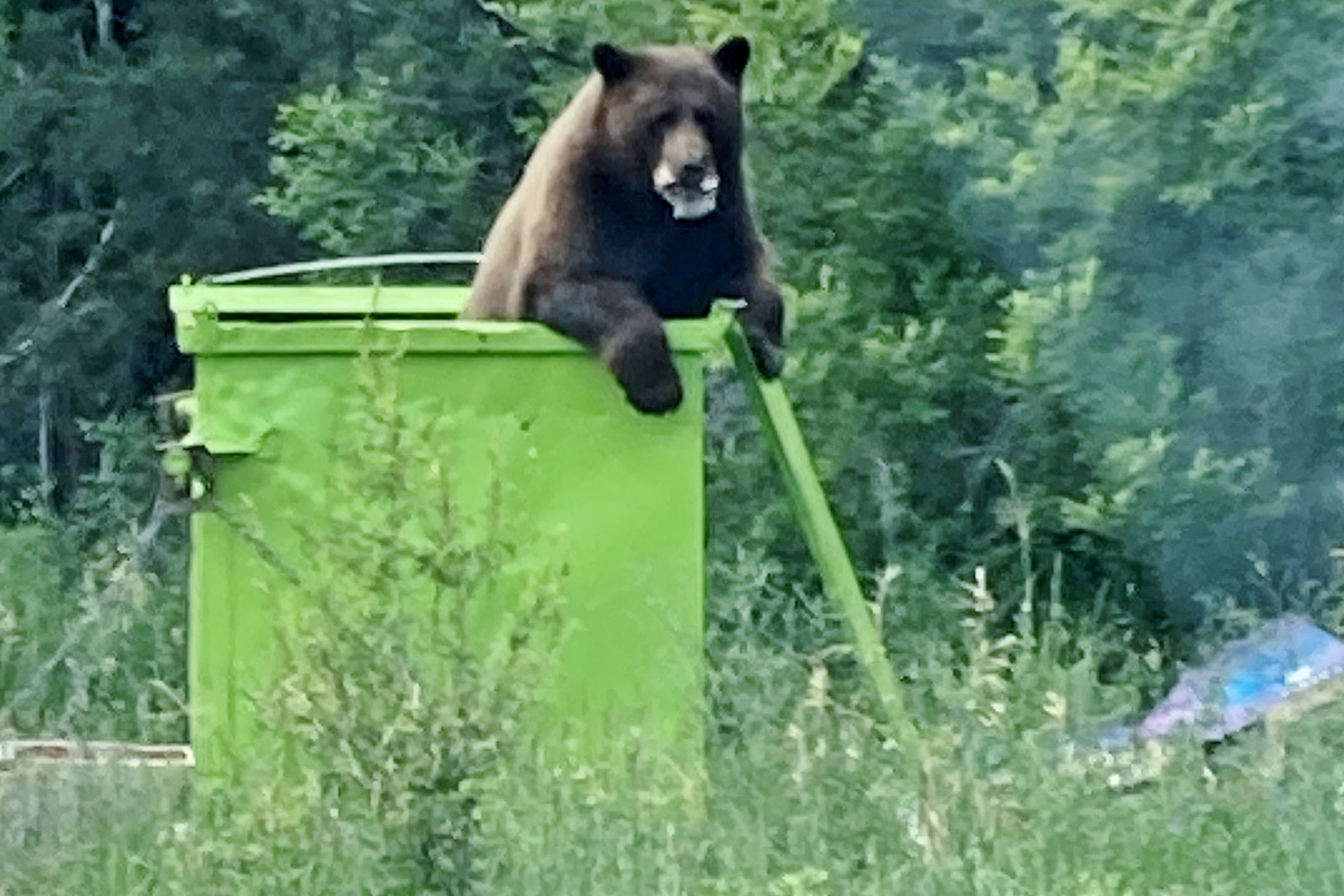Keep and hotsell bear maga