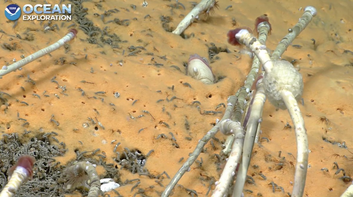 echinoblog's tweet photo. More #Coldseep sponge love! some bivalves, tube worms! all sorts of crazy stuff! #wormwednesday #spongethursday #okeanos 2010m  #seascapealaska https://t.co/0QrglJDG2f