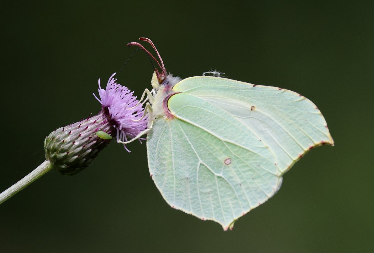 StuartFox1's tweet image. Brimstone, Fowlmere, Cambridgeshire.