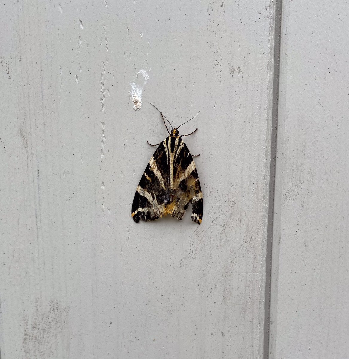 @MatthewPaulPoet 
Remembering Ted Walker, moth on a shed door, looking, dare I say it, slightly moth-eaten.