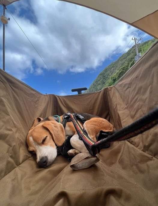 Camping mood 😇
•⁣⁣⁣⁣⁣⁣
📸 Beagle Diary