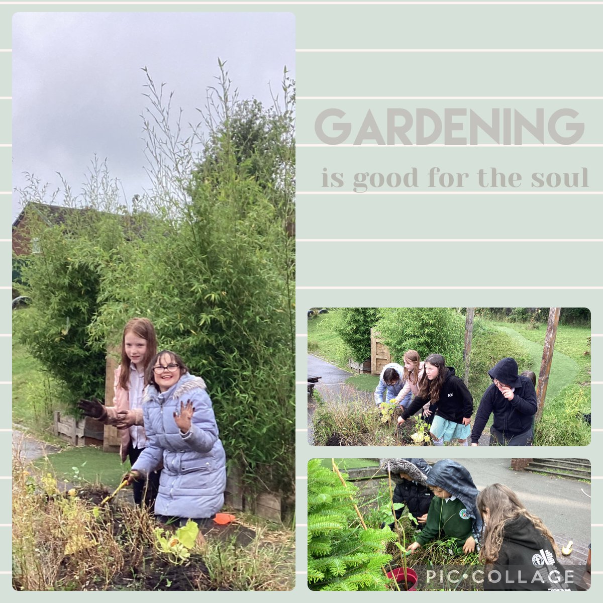 SJSB Laudato Si’ (@sjsblaudatosi) on Twitter photo Today Laudato Si club members helped to set up some lunchtime gardening for children to freely join as well as planting up the planter by the main entrance. We planted sunflowers, pumpkins, cosmos and beetroot kindly donated by <a href="/HatherCharlotte/">Charlotte Hather</a>. Today Laudato Si club members helped to set up some lunchtime gardening for children to freely join as well as planting up the planter by the main entrance. We planted sunflowers, pumpkins, cosmos and beetroot kindly donated by <a href="/HatherCharlotte/">Charlotte Hather</a>.