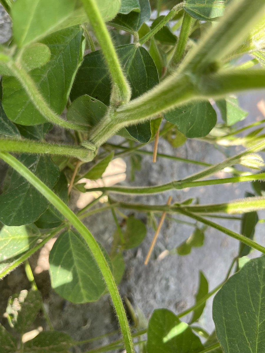 Tom Allen (@baldpathologist) on Twitter photo Stem canker inoculation day. Now we just need the plants to show symptoms (or DIE….which is what plant pathologists love the most!). Thanks to <a href="/MSSOY/">MS SOYBEAN BOARD</a> for the continued support of our variety screening program #mscrops #plantpathology <a href="/T_birdPathology/">Tessie Wilkerson</a> Stem canker inoculation day. Now we just need the plants to show symptoms (or DIE….which is what plant pathologists love the most!). Thanks to <a href="/MSSOY/">MS SOYBEAN BOARD</a> for the continued support of our variety screening program #mscrops #plantpathology <a href="/T_birdPathology/">Tessie Wilkerson</a>