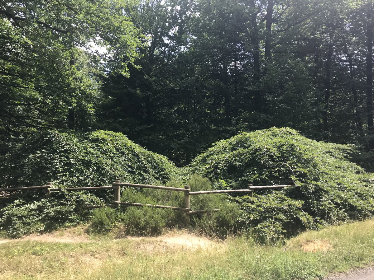 stew5527's tweet photo. Name the tree ? https://t.co/zU4XJk2LA3