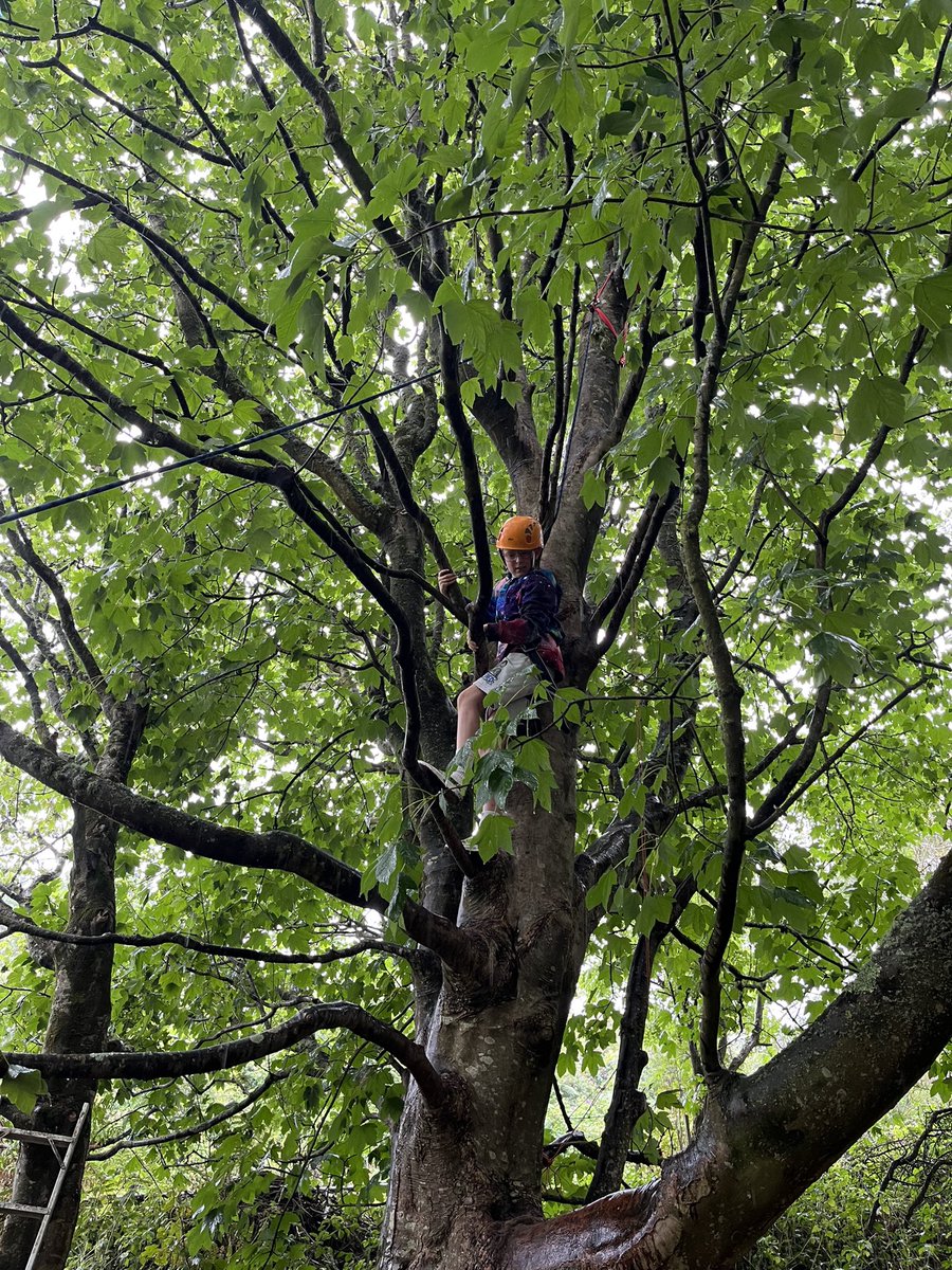 llanrhidianp's tweet photo. Finding shelter in the trees from the rain! π³π§οΈ How high can you climb? Some great teamwork today and encouragement! π #LlanHealth #Llan4P #LlanOut #LlanFun https://t.co/x2ZRLHBbH3