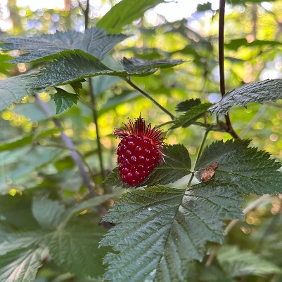 copeh_canada's tweet photo. My Place with Food and Nature
-Kira Johnson, 2023 CoPEH-Canada alumnus
a creative post-dystopia that weaves in reconnection to land/collective living and going back to traditional ways (prior to Western capitalistic ideas)
#hopepunk #healthpunk
https://t.co/3a9HM8ZYZd https://t.co/8KVDD6VT1D