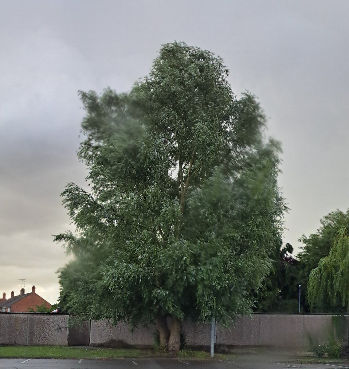 A lovely tree in the car park #TreeClub #TreesonTwitter #trees #NaturePhotography