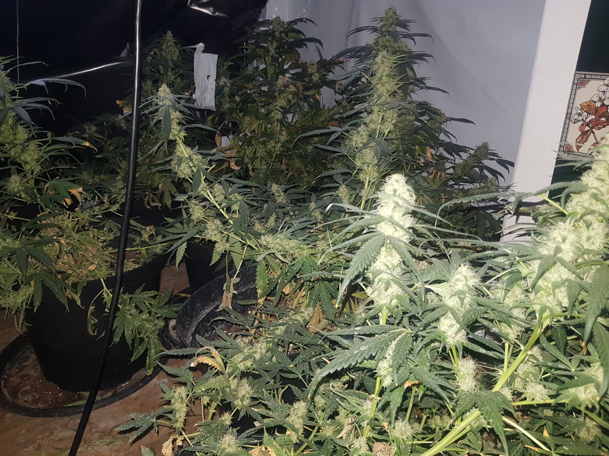 ClevelandPolice's tweet image. A cannabis farm was found and seized by police at a property on Hewley Street, Normanby. 29 plants believed to be worth around £24,000 have been recovered and enquiries are ongoing. #OpArtemis