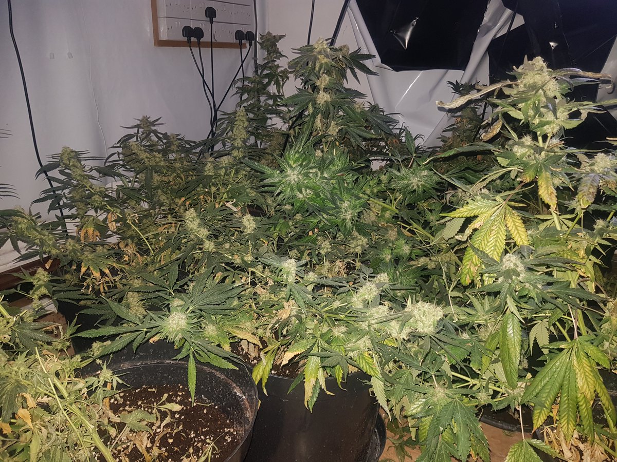 ClevelandPolice's tweet image. A cannabis farm was found and seized by police at a property on Hewley Street, Normanby. 29 plants believed to be worth around £24,000 have been recovered and enquiries are ongoing. #OpArtemis