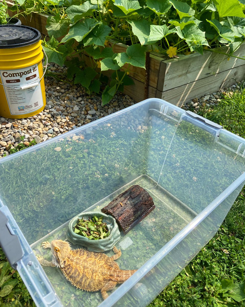 bzbridavis's tweet photo. What’s a class lizard do in the summer you ask? ☀️🕶️🐲 #summerthings #itsworthit #apbio #biology #winniethebeardie https://t.co/nVi4l0RgGy