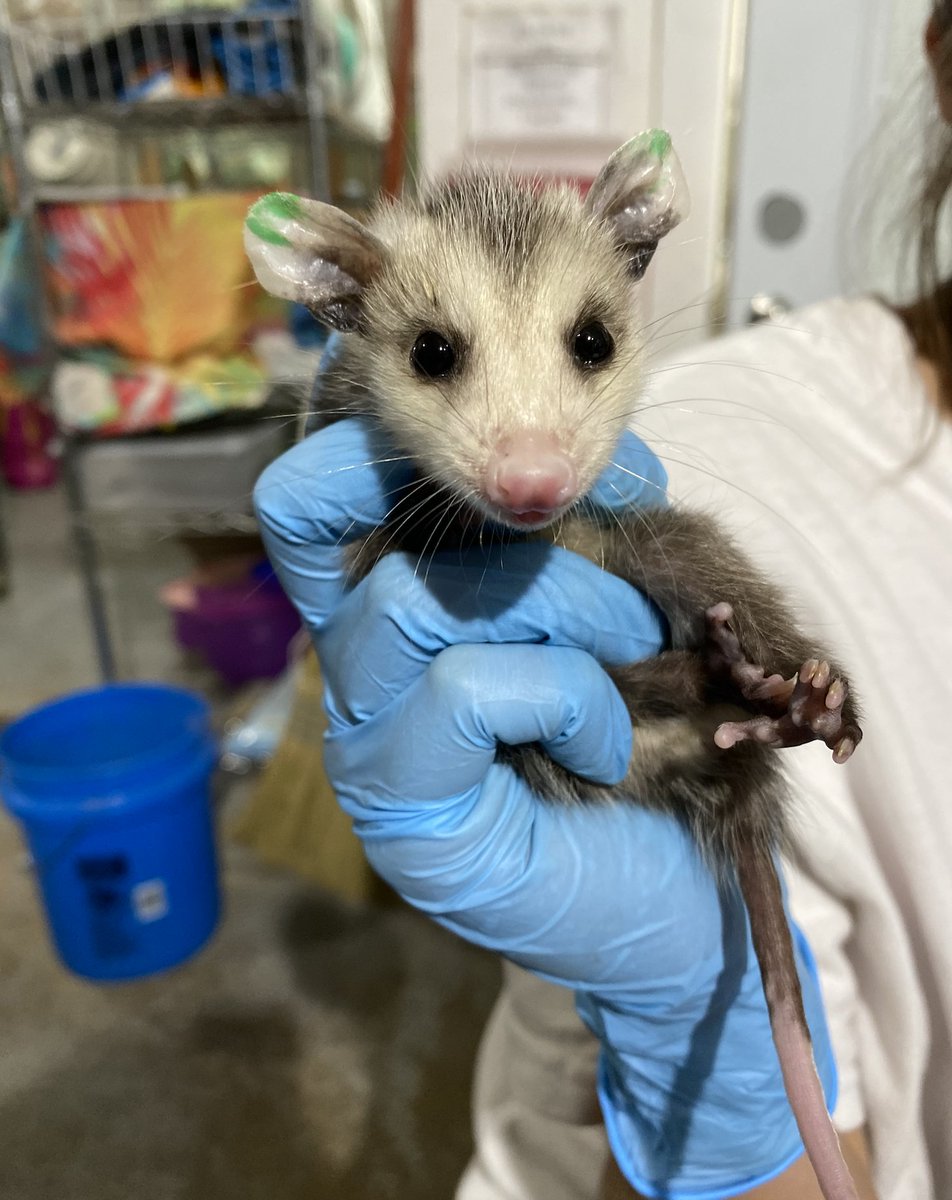 SWVAWildlifeCenter 1-540-798-9836 tweet media
