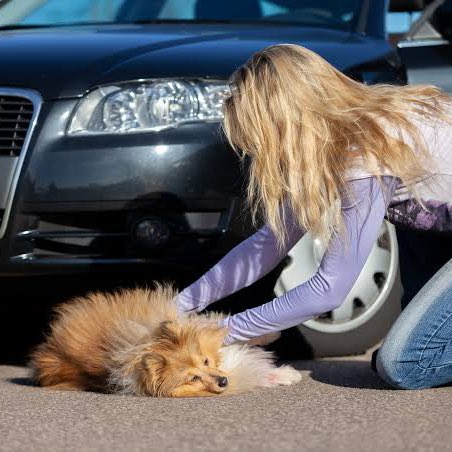 choquei's tweet photo. 🚨BRASIL: Entrou em vigor no DF lei que obriga motorista a prestar socorro caso atropele algum animal. 

Se descumprir a medida, o condutor pode pagar multa de R$ 1 mil, que será revestida para o fundo distrital de sanidade animal. https://t.co/fBAgLTWDhg